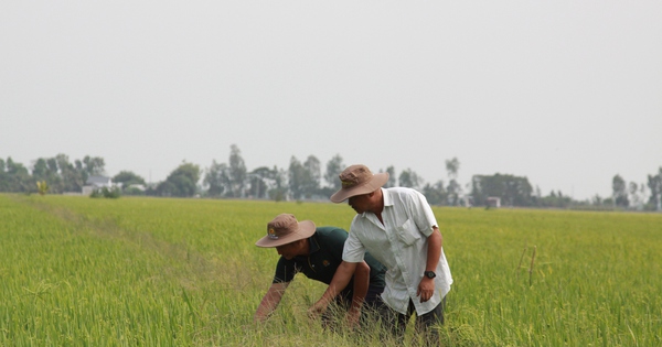 Liên kết “xanh hóa” ruộng đồng: Nông dân bắt tay doanh nghiệp trồng lúa giảm phát thải (Bài 1)