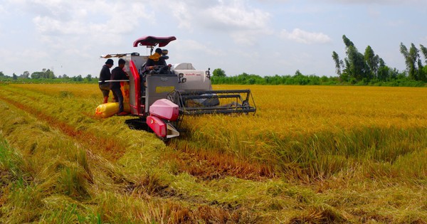 Vừa nhận cọc bán thì giá lúa đột ngột tăng cao, nhiều nông dân Long An tiếc vì rơi mất cả chục triệu lãi