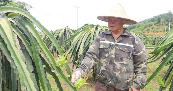 Đánh liều “nuôi con rồng xanh ra quả đỏ”, nông dân Mường Động ở Hòa Bình bất ngờ giàu hẳn lên