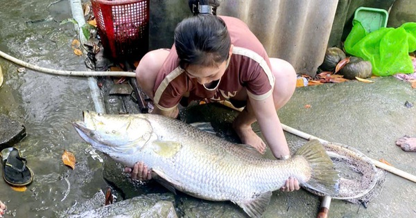 Nuôi tôm 3 năm thấy biệt tăm, một người Cà Mau bỏ thuốc xuống, lập tức bắt thủ phạm bự chà bá