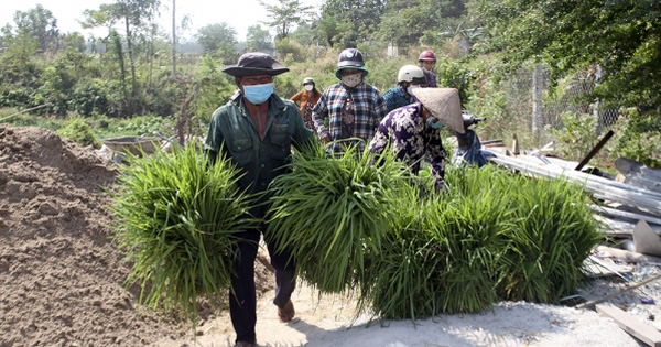 Vô một cái chợ lạ ở An Giang, chả thấy thịt thà cá mắm, chỉ bán cỏ dại