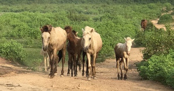 Con vật mắt đỏ, thân trắng toàn tập này, hễ nhà nào ở Bắc Giang nuôi thành công đều giàu lên trông thấy