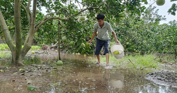 Bưởi chờ thu hoạch rụng trắng gốc, chuối Tết gãy đổ la liệt sau bão số 3, nông dân Hưng Yên rơi nước mắt