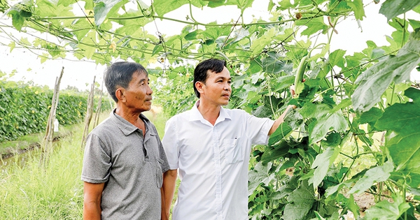 Dân TP Cần Thơ sử dụng hiệu quả tiền vay từ Quỹ Hỗ trợ nông dân, tăng thu nhập nhờ liên kết sản xuất