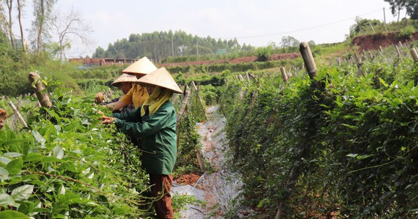 Trong nuôi loại gà “đại bổ”, ngoài trồng thứ dây leo uống khỏe cả người, một nông dân Bắc Giang có lương cao