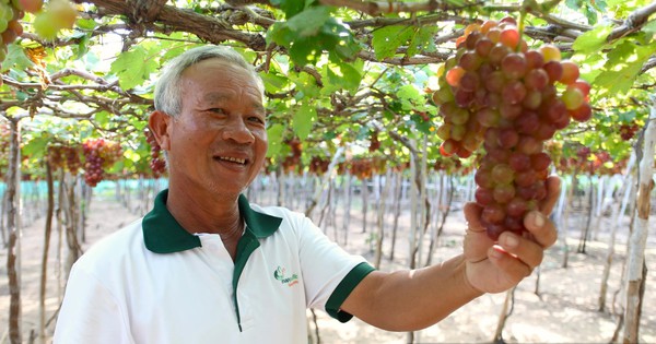 Tham gia kinh tế Hợp tác xã, nông dân Ninh Thuận hết lo điều này