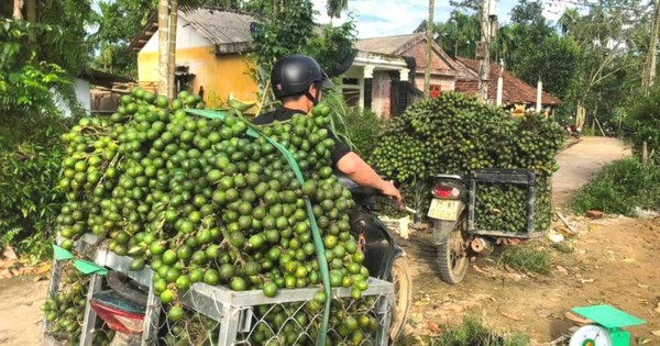 Quả cau non như thế nào sẽ được thương nhân Trung Quốc ưa chuộng, mua giá cao?