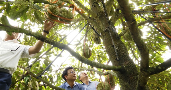 Quảng Nam: Mời “chuyên gia” về tận vườn giúp nông dân trồng sầu riêng ví như cây tiền tỷ ở huyện Tiên Phước