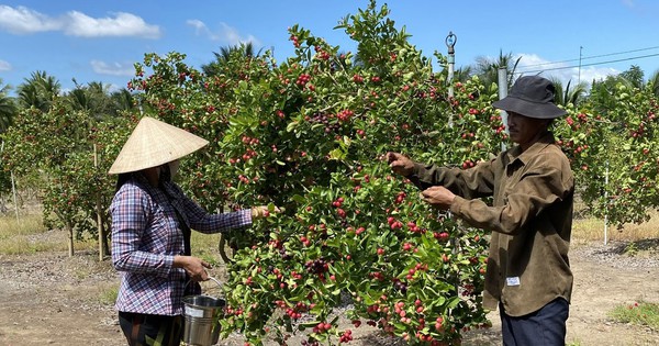 Loại cây trồng ở nơi này Tiền Giang thấp tè ra trái quá trời, ngỡ quả dại hóa ra lại là ngon đáo để