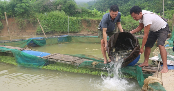 Ở một hồ thuỷ điện nước trong xanh trên sông Chảy của Lào Cai, dân nuôi cá lồng to bự thế này đây