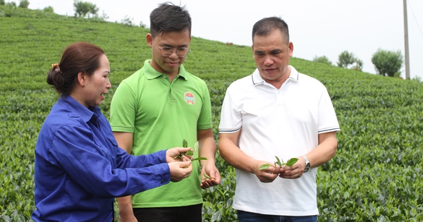 Nữ giám đốc HTX Chè ở Thái Nguyên được bình chọn là Nông dân Việt Nam xuất sắc 2024