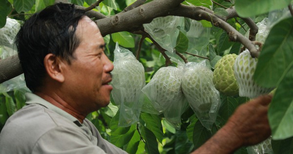 Trồng giống cây cho ra loại quả “khủng”, nông dân Khánh Hòa hễ bán là thu khối tiền