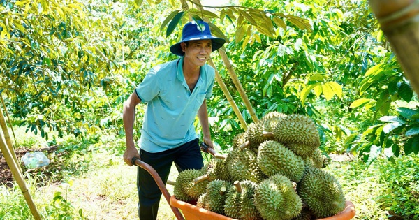 “Mỏ vàng sầu riêng”, loại trái cây vua của Việt Nam: Sức nóng từ vùng trồng sầu riêng Tây Nguyên (Bài 1)