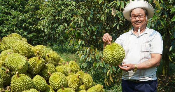 “Mỏ vàng sầu riêng”, loại trái cây vua của Việt Nam: Xuất khẩu sầu riêng đông lạnh, sẽ hết cảnh dội chợ? (Bài 2)