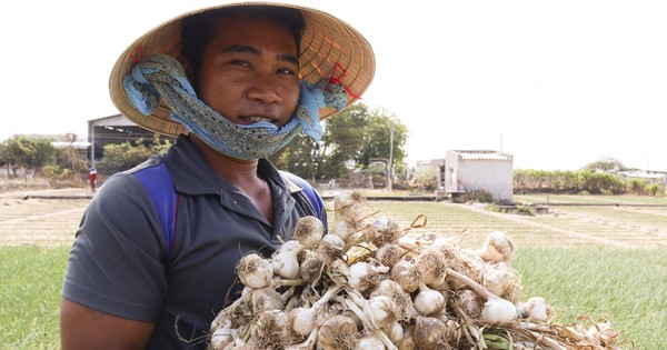 Công bố nhãn hiệu tập thể “Hương vị của nắng và gió Phan Rang” đối với tỏi Ninh Thuận