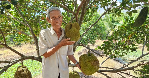 Trồng mít lạ, quả bự lại chả có hạt, ông nông dân Cần Thơ bán kiểu gì mà có tiền tỷ, nổi tiếng xa gần?