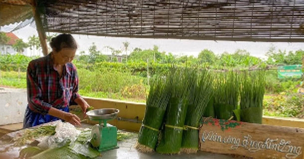 Cũng trồng rau thôi, mà ở nơi này của Huế, nông dân trồng kiểu gì mà trước bán khó, sau bán càng dễ hơn?